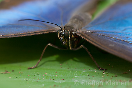 049 Himmelsfalter - Morpho peleides